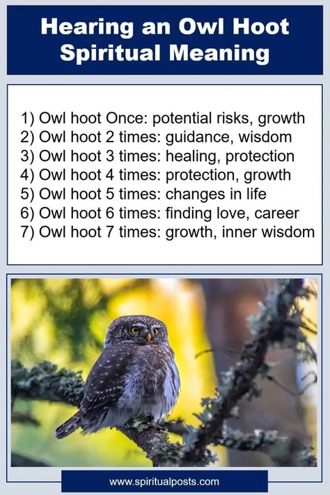 Meaning of Hearing an Owl Hoot: 2, 3, 4, 5, 6, 7 Times at Night | Spiritual Posts Spiritual Meaning Of Owls, Spiritual Meaning Of Hearing Owls, Hearing An Owl Meaning Spiritual, Owl Omen Meaning, Owl Hooting Meaning Spiritual, Owl Meaning Spiritual, Owl Spiritual Meaning, Owl Meaning, Spiritual Owl