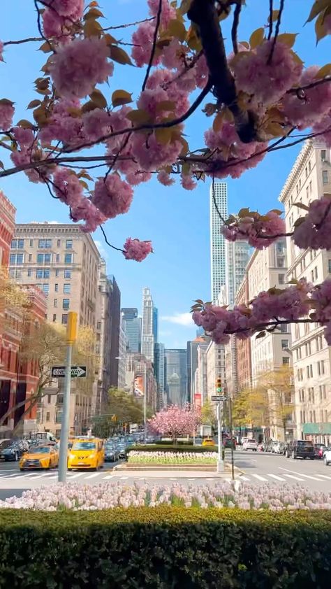 Elena’s Instagram profile post: ““I get out of the taxi and it’s probably the only city which in reality looks better than on the postcards: New York.” ~ Milos Forman…��” Pink Flower Pictures, Nyc Wallpaper, Nyc Spring, New York City Aesthetic, New York Wallpaper, Spring In New York, Computer Wallpapers, Flower Picture, York Aesthetic