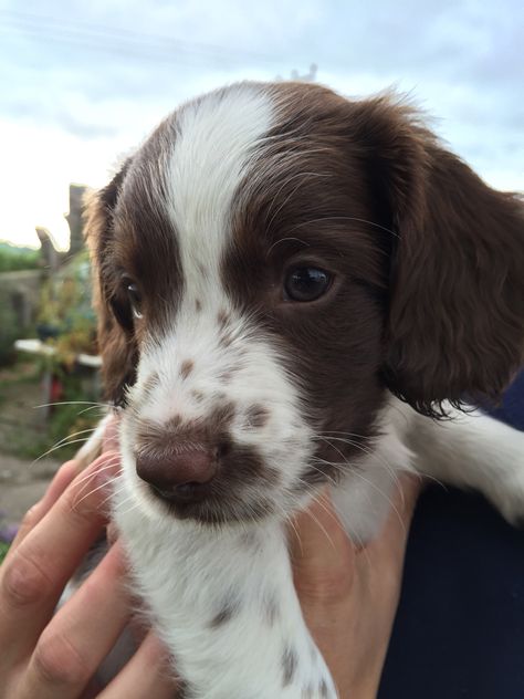 Springer Spaniel Puppy - Freckles Springer Spaniel Puppy, Springer Spaniel Puppies, Easiest Dogs To Train, Cocker Spaniel Puppies, Spaniel Puppies, English Springer, Springer Spaniel, Cute Creatures, Cocker Spaniel