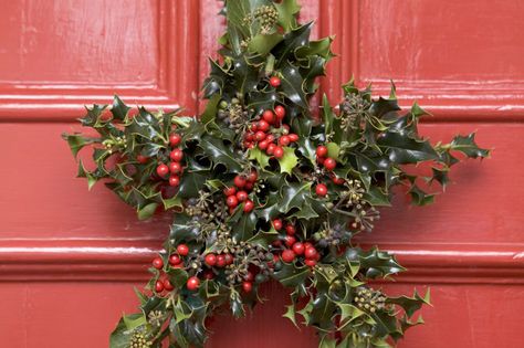 Create a beautiful Christmas star decoration, with fresh holly and ivy, from the experts at BBC Gardeners' World Magazine and gardenersworld.com. Christmas Tree Decoration Diy, Christmas Holly Decorations, Star Door, Images Of Christmas, Holly And Ivy, Holly Decorations, Christmas Tree Images, Popular Images, Christmas Star Decorations