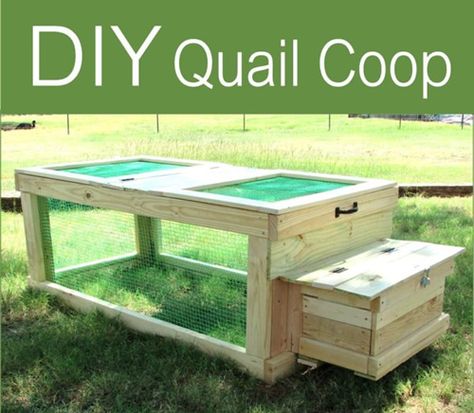 Diy Quail Coop, Chicken Coop Diy, Quail Pen, Quail House, Quail Coop, Raising Quail, Chicken Poop, Chicken Pen, Portable Chicken Coop