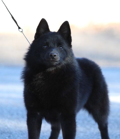 Dog Manifestation, Schipperke Puppies, Belgian Dog, Schipperke Dog, German Shepherd Training, African Savanna, Pretty Dog, All Breeds Of Dogs, Service Dog Training