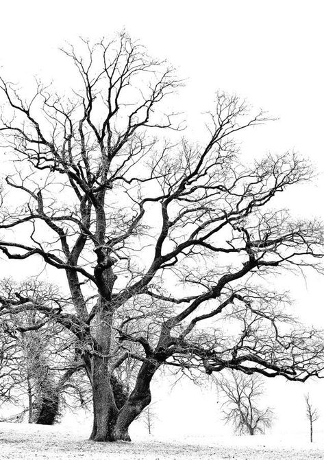 Oak tree silhouette