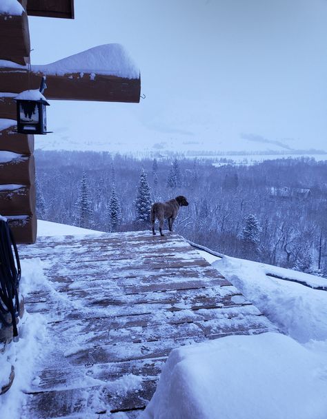 Dog, mountains, snow, winter, aesthetic Wyoming Aesthetic Winter, Playing In The Snow Aesthetic, Wyoming Aesthetic, Snow Winter Aesthetic, Wyoming Winter, Dark Deck, Wyoming Mountains, Winter Song, The Long Dark