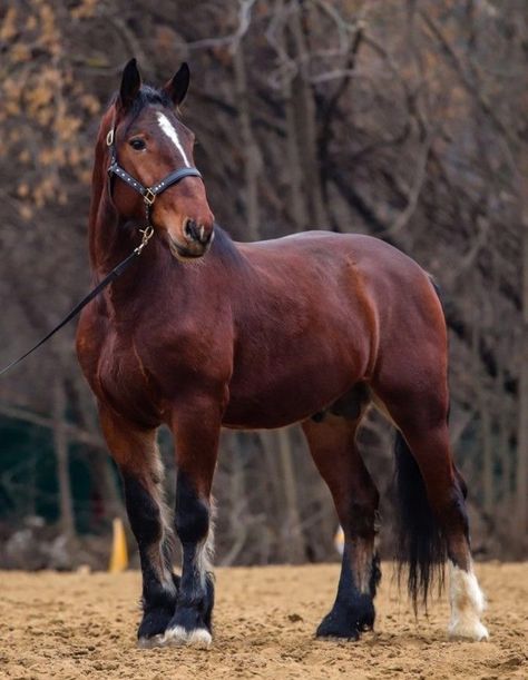 Draft Horse Breeds, Percheron Horses, Horse Markings, Horse Coat Colors, Horse Art Drawing, Shire Horse, Horse Inspiration, Horse Boarding, Horse Aesthetic