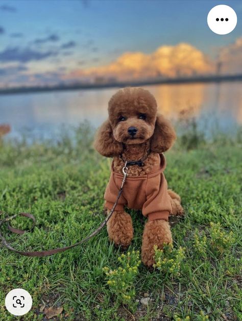 Toy Poodle Puppy Cut, Poodle Puppy Cut, Toy Poodle Haircut, Dog Haircut, Toy Poodle Puppy, Poodle Haircut, Red Poodles, Cute Small Dogs, Puppy Grooming