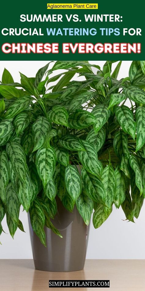 Chinese Evergreen Plant Care - Chinese evergreen watering schedule- 
Aglaonema hydration requirements- 
Seasonal watering for Chinese evergreen- 
Chinese evergreen summer care tips- 
Winter care for Aglaonema plants- 
Proper watering for Chinese evergreen- 
Watering Chinese evergreen in different climates- 
Adjusting water for Chinese evergreen growth- 
Aglaonema soil moisture balance- 
Chinese evergreen water needs- 
Indoor plant watering guide- 
how often to water chinese evergreen - Chinese Evergreen Plant Care, Aglaonema Plant Care, Aglaonema Plant, Chinese Evergreen Plant, Winter Care, Chinese Greens, Chinese Evergreen, Indoor Gardening, Water Me