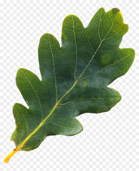 Leaf Reference, Oak Tree Leaves, Hand Art Projects, Red Oak Leaf, Fall Leaves Png, Leaf Png, Acorn Leaf, Leaves Png, Life Drawing Reference