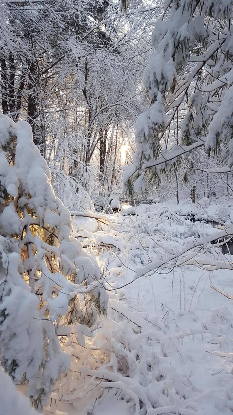 Morning after a snowstorm in New England  OC In The Woods, New England, England, Trees, Forest, Sun, Memes, Funny, Travel