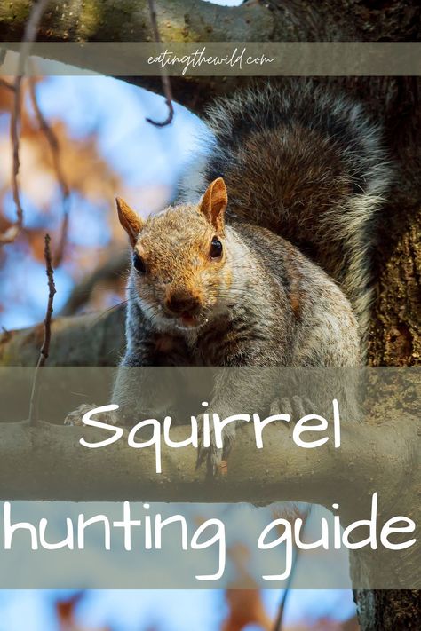 Squirrel hunting can be a great past time, and a means to put food on the table. This guide teaches you everything you need to know to get your first squirrel. #squirrel #smallgame Squirrel Hunting Tips, Hunting With Dogs, Squirrel Species, Bow Hunting Tips, Eastern Gray Squirrel, Squirrel Hunting, Hunting Guide, Hunting Stuff, Hog Hunting