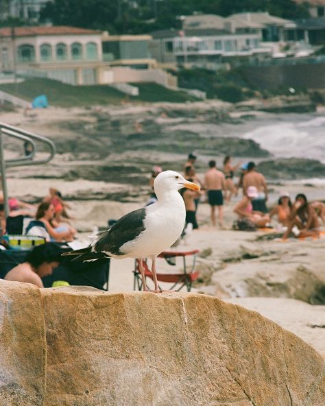 Cloudy Bright surf check at Windnsea, San Diego. . Nikon F3 w/ Kodak Ektar 100 #nikonf3 #kodakektar100 #ektar100 #sandiegoonfilm #lajollareefs Nikon, San Diego