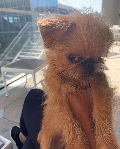 14 Funny Facts About Brussels Griffons | PetPress Griffin Dog, Brussels Griffin, Brussels Griffon Puppies, Brussel Griffon, Brussels Griffons, Griffon Bruxellois, Griffon Dog, Brussels Griffon, Long Term Care