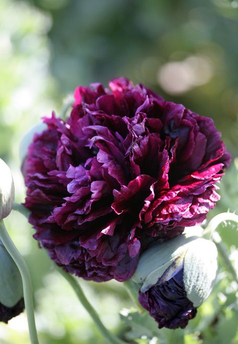 Papaver Double 'Black Peony' Black Peony, Have Inspiration, Black Flowers, Purple Flower, Beautiful Blooms, Flower Seeds, Dream Garden, Garden And Yard, Love Flowers