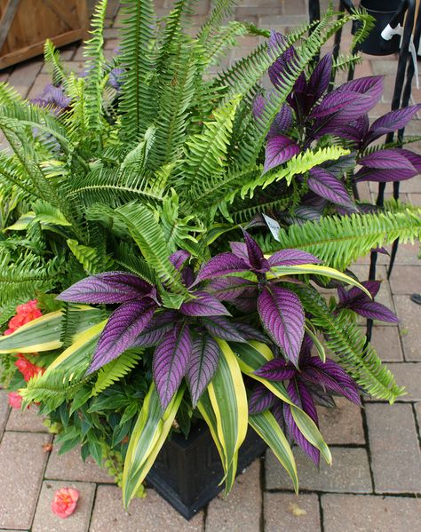 All sizes | Strobilanthes, Nephrolepis 'Kimberly Queen', Dracaena | Flickr - Photo Sharing! Ideas Jardin, Porch Flowers, Container Garden Design, Container Gardening Flowers, Meteor Garden 2018, Flower Pots Outdoor, Garden Containers, Outdoor Flowers, Garden Yard Ideas