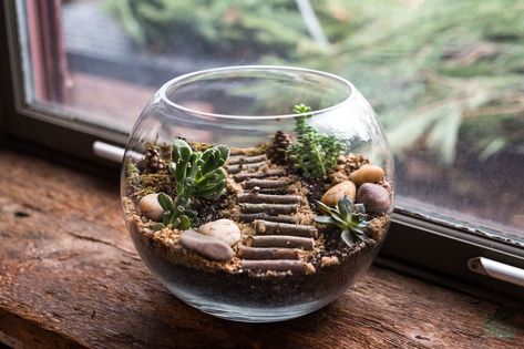 Glass Bowl Terrarium, Best Terrarium Plants, Plant In Glass, Bowl Decor, Terrarium Bowls, Miniature Terrarium, Terrarium Ideas, Mini Terrarium, Succulent Soil