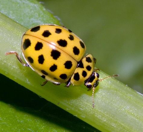 Mariquita amarilla Tortoise Beetle, Yellow Ladybug, Ladybug Wallpaper, Types Of Mold, Beautiful Bugs, Lady Bird, Arachnids, Bugs And Insects, English Translation