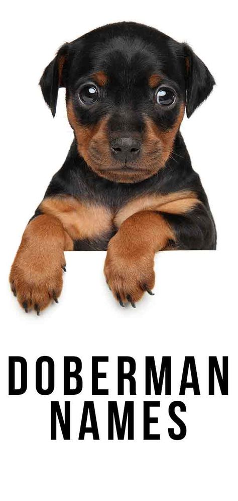 Doberman names Doberman Dog Names, Cute Doberman Puppies, Dobber Man Dog, Red Doberman Puppy, Doberman Pinscher Aesthetic, Doberman Names, Dobber Man, Doberman Cute, Baby Doberman