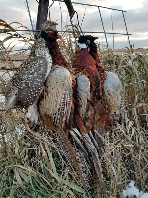 Gentleman Bobwhite (Posts tagged pheasant hunting) Bobwhite Quail, Pheasant Hunting, Wildlife Pictures, Bird Hunting, The Gentleman, Tiny Cabin, Hunting Trip, Game Birds, English Country House