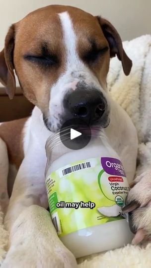 Benefits Of Coconut Oil For Dogs, Dog Treats With Coconut Oil, Dog Coconut Oil, Coconut Oil Dog Treats, Itchy Dog, Doggy Treats, Coconut Oil For Dogs, Wild Harvest, Dog Health