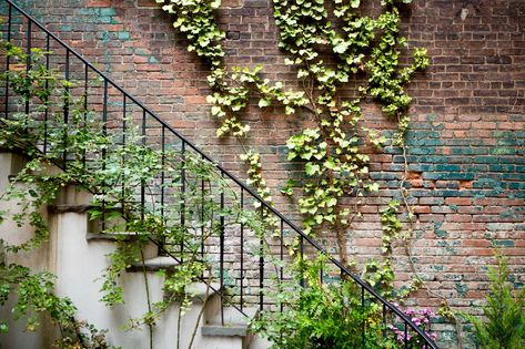 How to Successfully Grow Vines & Climbers: A Field Guide to Planting, Care & Design on Gardenista Garden Before And After, Nyc Backyard, Gin Garden, Brooklyn Backyard, Compact Garden, Village Garden, Nyc House, Perennial Ground Cover, Ivy Vine