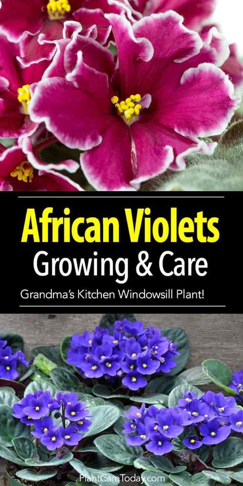 African violet care for the Saintpaulia, great houseplants for beauty and easy care. Growing, fertilizing, miniatures, questions and answers [LEARN MORE] African Violet Care, Windowsill Plants, Vegetable Planting, Planting Guide, African Violets Plants, Violet Plant, Garden Wallpaper, Inside Plants, Plant Guide