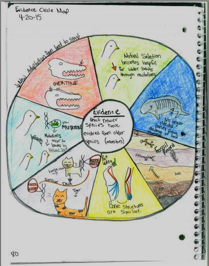 Students loved making these evidence for evolution circle maps! Get directions and examples of student-created maps plus foldable notes for teaching the evidence for evolution. Evolution Activities, Biology Interactive Notebook, 7th Grade Classroom, Science Lessons Middle School, Science Room, Ocean Classroom, High School Biology, Interactive Notebook Activities, Interactive Science