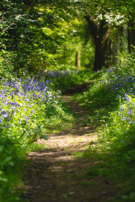 Woodland Walk - The path weaving through the bluebells and trees in Short Wood. Forest Path, Nature Forest, Garden Pathway, Dirt Road, Walk In The Woods, Landscape Pictures, Alam Yang Indah, Dream Garden, Garden Paths