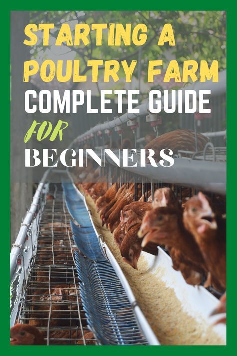 Chicken Farming For Beginners, Small Poultry Farm Design, Poultry Farm Buildings, Agriculture Business Plan, Farm Business Plan, Chicken Hacks, Farming For Beginners, Chicken Farming House, Chicken Business