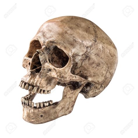 Human Skull Photography, Skull Open Mouth, Human Skull Drawing, Leaving Cert, Skull Reference, Skeleton Head, Surreal Artwork, Object Drawing, Skull Drawing