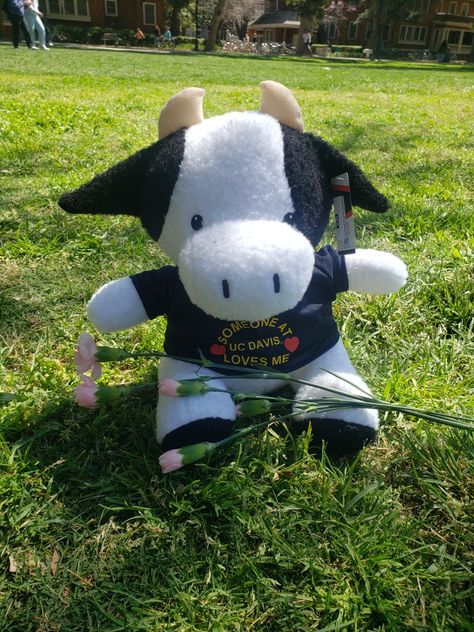 Cow Plush I got at UC Davis Ucdavis Aesthetic, Ucsb Aesthetic, Ucsd College, Ucsd College Aesthetic, Uc Davis Aesthetic, Uc Davis Vet School, Uc Davis, Davis California, College Apps