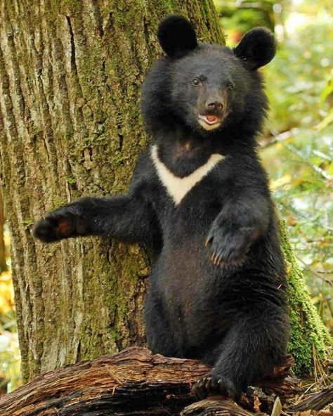 Animal Photography Asian Black Bears: The Cutest Creatures in the World Asian black bears are one of the cutest creatures in the world. They are also one of the most endangered animals in the world. Asian black bears are found in the forests of China, Russia, and North Korea. They are a threatened species due to habitat loss and bowling. In China, they are also hunted for their body parts, which are used in traditional Chinese medicine. Polar Bear We Bare Bears, Mountain Kingdom, Asian Black Bear, Asiatic Black Bear, Bear Eating, Cute Animal Tattoos, Bear Species, Black Bear Cub, American Black Bear