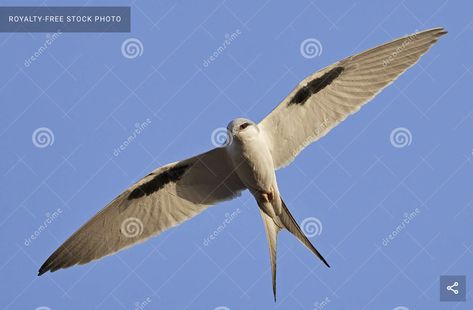 African Swallow, Blue Sky Background, Blue Skies, Birds Of Prey, In Flight, Royalty Free Photos, Blue Sky, Photo Image, Flight