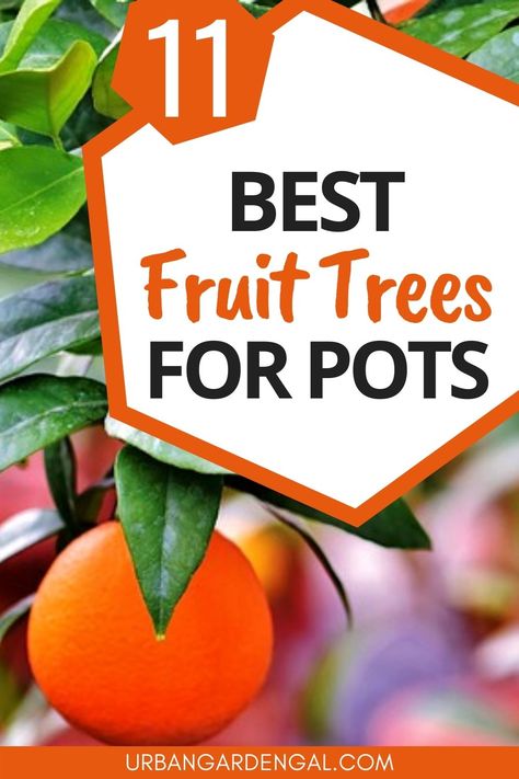 Growing fruit trees in pots Trees For Pots, Best Fruit Trees To Grow, Growing Strawberries Vertically, Trees In Containers, Pioneer Living, Growing Strawberries In Containers, Small Fruit Trees, Suburban Homestead, Fruit Trees In Containers