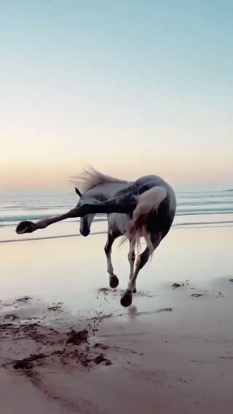 Horse Videos, Most Beautiful Horses, Majestic Animals, Clipuri Video, Cute Horses, Pretty Horses, Horse Pictures, Horse Love, 귀여운 동물