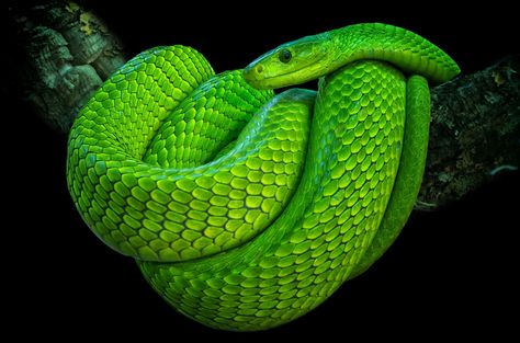 Green Mamba Phone Asethic, Deadly Snakes, Green Mamba, Mamba Snake, Colorful Snakes, Venomous Snakes, Snake Wallpaper, Snake Lovers, Snake Venom