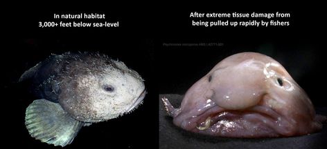 Blob Fish In Water, Blob Fish, Strange Animals, Ugly Animals, Parrot Fish, Monterey Bay Aquarium, Deep Sea Fishing, Monterey Bay, Animal Facts