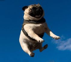 Pug Gifs, Fawn Pug, Flying Dog, Pugs And Kisses, Dog Selfie, Black Pug, Pug Puppies, Dog Safety, Pug Lover