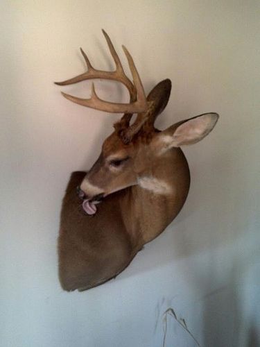 “I don't like animals. It's a strange thing, I don't like men and I don't like animals. As for God, he is beginning to disgust me." - Samuel Beckett Elk Shed Decor Ideas, Unique Deer Mounts, Cool Deer Mounts, Buck Mounts, Unique Taxidermy, Bobcat Mounts, Deer Head Mount, Deer Shoulder Mount, Deer Mount Ideas