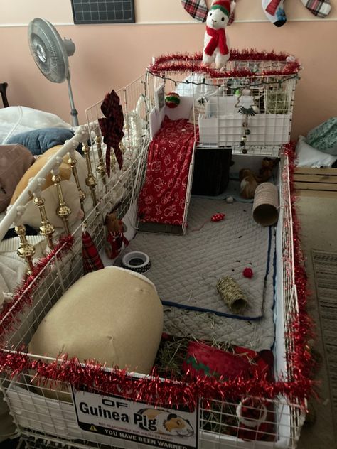 Guinea Pig Cage Setup Ideas, Guinea Pigs Cage Ideas, Guinea Pig Cage Ideas, Guinea Pig Supplies, Indoor Guinea Pig Cage, Store Christmas Decor, Guine Pig, Diy Guinea Pig Cage, Pig Ideas