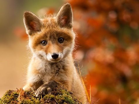 Ob dieser süße Fratz der fotogenste Fuchs der Welt ist? Baby Fox, Fox, Trees