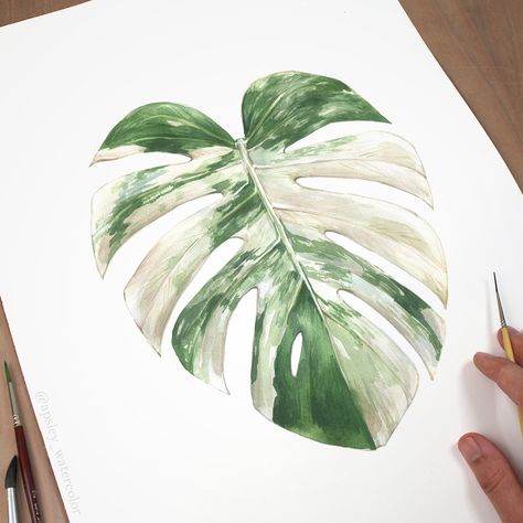 Species Poster, Monstera Albo, Watercolor Plants, Monstera Deliciosa, Botanical Watercolor, Plant Art, Botanical Print, Water Colour, Botanical Illustration