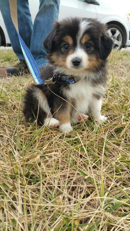 Australian Shepard/ corgi mix Cutest Puppies, Corgi Mix, Super Cute Puppies, Dream Dog, Baby Animals Pictures, Really Cute Dogs, Australian Shepherds, Cute Little Puppies, Pretty Dogs