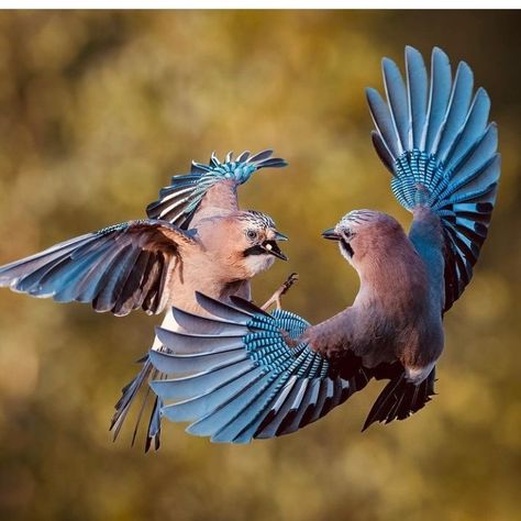 Laurie Kynaston, Bird Attacking, Flying Reference, Eurasian Jay, Bird Ideas, Weird Birds, Birds Photography Nature, Drawing Help, Birds Photography