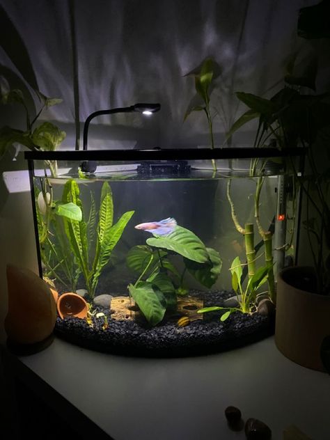 Fish Tank Ideas Bedroom, Fish Setup Ideas, Betta Fish Aesthetic Tank, Fish Tank On Desk, Betta Tank Aesthetic, Betta Planted Tank, 10 Gallon Fish Tank Ideas Decor, Aesthetic Betta Fish Tank, Betta Fish Tank Ideas Aesthetic