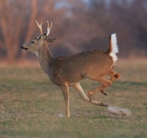 Deer Reference Photo, Deer Poses, Deer Skull With Flowers, Deer Hunting Party, Deer Drawings, Deer Reference, Drawing Deer, Deer Jumping, Deer Head Decor