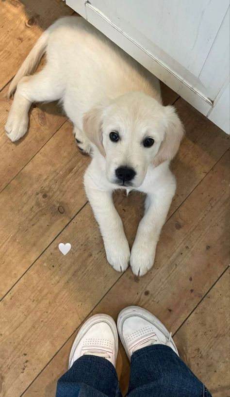 White Golden Retriever Aesthetic, White Retriever Puppy, Labrador White, White Labrador Puppy, White Golden Retriever Puppy, Puppy Aesthetic, White Labrador, Dream Dog, Labrador Puppy