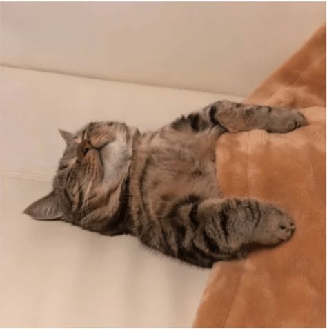 The 4 Stages To Purr-fect Sleep - I Can Has Cheezburger? Gatto Carino, Sleep Funny, Cat Funny, Cat Sleeping, Cat Aesthetic, Cute Kittens, Cute Creatures, Tabby Cat, 귀여운 동물