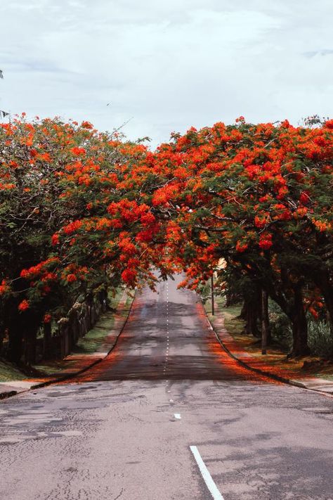 Suva, Fiji Fiji Islands Aesthetic, Fiji Photography, Suva Fiji, Walk Down Memory Lane, Fiji Islands, Antique Jewellery Designs, Trees Nature, Red Tree, Green And Red