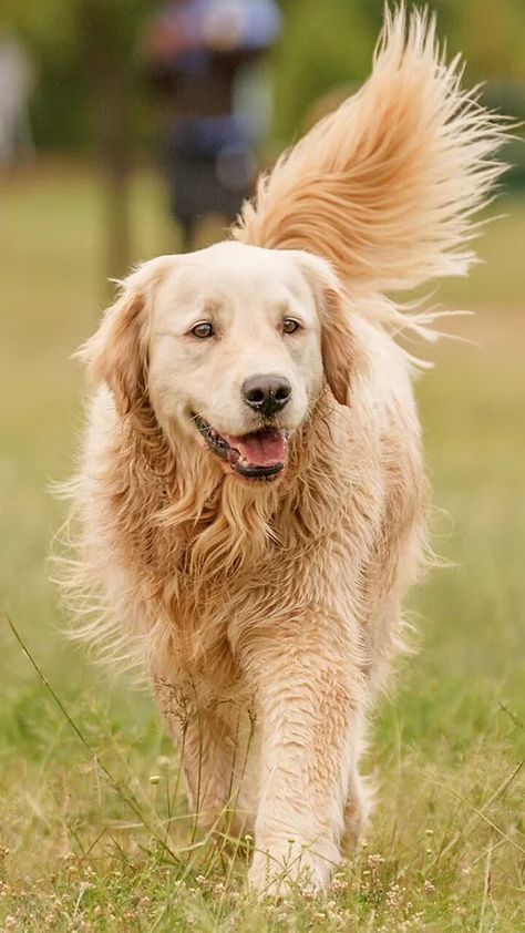 13 Calm Dog Breeds Happy To Chill And Take A Nap With You Golden Retriever Types, Short Hair Golden Retriever, Types Of Golden Retrievers, Golden Retriever Short Hair, American Golden Retriever, Calm Dog Breeds, English Golden Retrievers, Most Expensive Dog, Short Haired Dogs