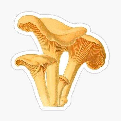 Botanical Stickers for Sale | Redbubble Fungi Illustration, Botanical Stickers, Mushroom Vintage, Chanterelle Mushrooms, Vintage Botanical Illustration, Mushroom Pictures, Mushroom Tattoos, Mushroom Drawing, Australian Flowers